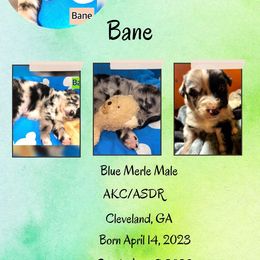 Bane - Boy 4 - Blue merle Australian Shepherd puppy in Cleveland, Georgia from J&L Farm