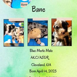 Bane - Boy 4 - Blue merle Australian Shepherd puppy in Cleveland, Georgia from J&L Farm