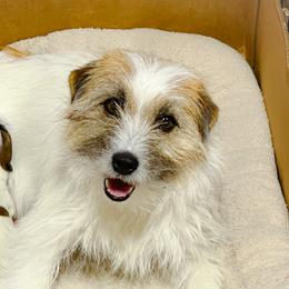 Mia - Russell Terrier