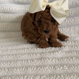 Fae - Red  female Poodle puppy in Miami, Florida from Sakura Poodles