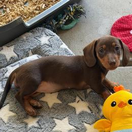 Jessie - Chocolate and tan female Dachshund puppy in Rancho Cucamonga, California from Empire's Dachshunds