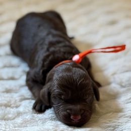 Cheddar - Chocolate male Goldendoodle puppy in Snohomish, Washington from Doodles of Snohomish
