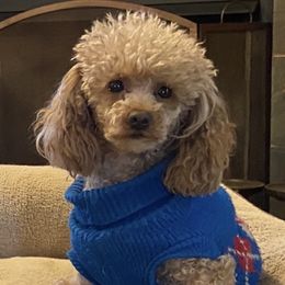 Poodle puppies from Duke's Mini & Toy Australian Shepherds & Aussiedoodles