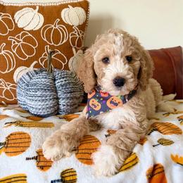 Casper - Yellow and white male Bernedoodle puppy in High Point, North Carolina from Kingsfield Doodles