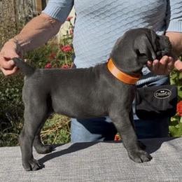 Girl 3 - Fawn female Cane Corso puppy in Dayton, Oregon from BlackStar Cane Corso