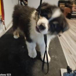 Abe - Black tri-color male Australian Shepherd puppy in Wauneta, Nebraska from 4H Aussies