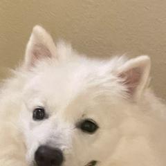 American Eskimo Dogs from Sno Marvel American Eskimos