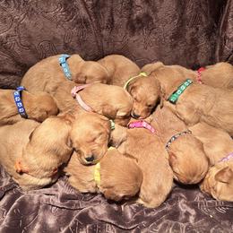 Golden Retriever Puppies from Thousand Lake Retrievers