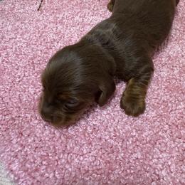 Puppy 16 AKC - Chocolate and tan female Dachshund puppy in Fayetteville, Pennsylvania from PA's Darling Doxies