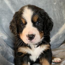 Girl 4 - female Bernese Mountain Dog puppy in Ferrum, Virginia from Joan's Bernese Mountain Dogs