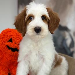 Poppy - Red  female Goldendoodle puppy in Yuciapa, California from AlltheDoodlez_