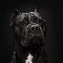 Leviticus - Cane Corso
