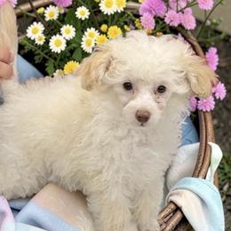Poodle Puppies from KC Poodles of PA