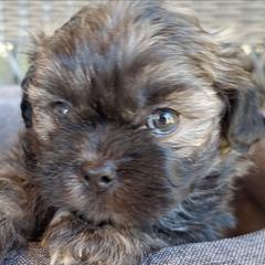 Queen - Brindle female Mal-Shi puppy in Apollo Beach, Florida from Gemstone Exclusive Pups of Florida