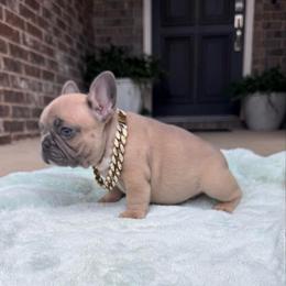 Henry - Blue fawn male French Bulldog puppy in Willis, Texas from Maranda Cianceruso