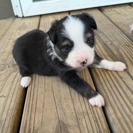 Black Tri - Black tri male Toy Australian Shepherd puppy in Mineral Wells, Texas from BMNM2 Toy Aussies