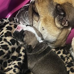 Bulldog Puppies from K&D Bulldogs