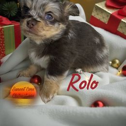 Rolo - Chocolate and white male Chihuahua puppy in Oakwood, Georgia from Sunset Eves Chihuahuas