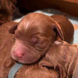 Orange collar girl - Apricot female Goldendoodle puppy in Fairfield, California from Twin Sisters Doodles