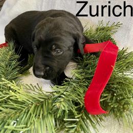 Zurich - Black male Labrador Retriever puppy in Mineral, Virginia from Canine Assist