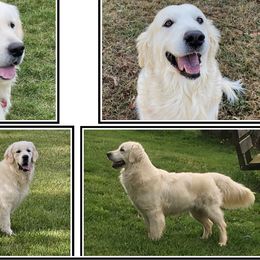 Golden Retrievers from Bullock's Golden Retrievers, LLC