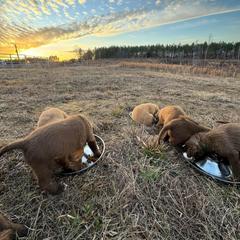 Chesapeake Bay Retriever Puppies from Soap Stone Ridge