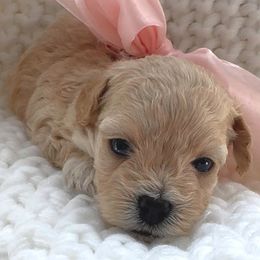 Sugar Cookie - Apricot female Maltipoo puppy in Spring, Texas from GlamPaw Maltipoos