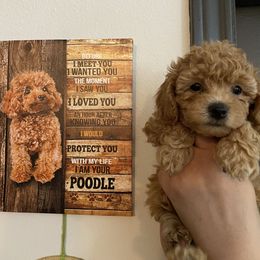 Poodle Puppies from Toy Poodle Kingdom