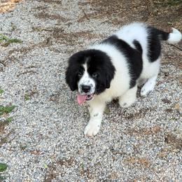 Rein OFA - White and black female Newfoundland puppy in Falmouth, Michigan from Dyer Lake Newfoundland’s