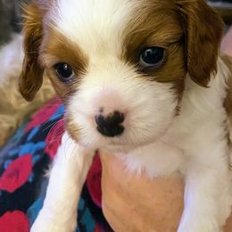 Emma - Blenheim female Cavalier King Charles Spaniel puppy in Toledo, Ohio from Hopewell Cavaliers