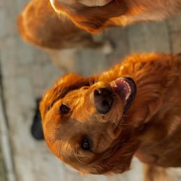 Golden Retrievers from Hidden Groves Goldens