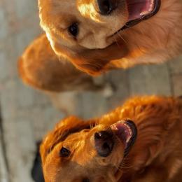 Golden Retrievers from Hidden Groves Goldens