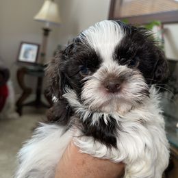 Luis - Liver and white male Shih Tzu puppy in Oak Hills, California from High Desert  Shih Tzu