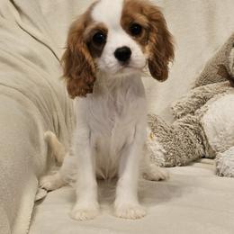 Eloise - Blenheim female Cavalier King Charles Spaniel puppy in Draper, Utah from Peaks Pups — Exceptional by Nature. Raised with Purpose.