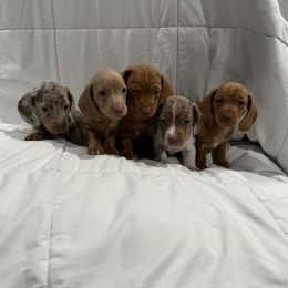 Dachshund Puppies from JnA Dachshunds