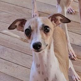 Honey - Italian Greyhound