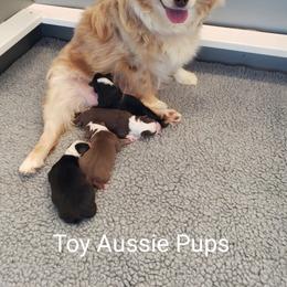 Jessie Mae - Toy Australian Shepherd