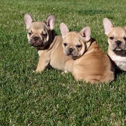 French Bulldog Puppies from Golden Oak Gypsy
