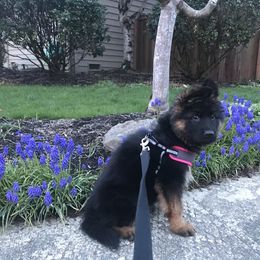 German Shepherd Puppies from Wataha Shepherds