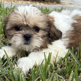 Pecan - Red and white male Shih Tzu puppy in Saint Johns, Florida from BEH Puppies LLC