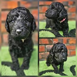 Doodlebug - Black female Goldendoodle puppy in Harris County, Texas from Cute & Curly Doodles