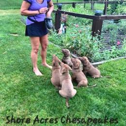Chesapeake Bay Retriever Puppies from Shore Acres Chesapeakes