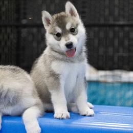 Blaze - Gray and white female Siberian Husky puppy in North Miami, Florida from Kardrovi Siberians