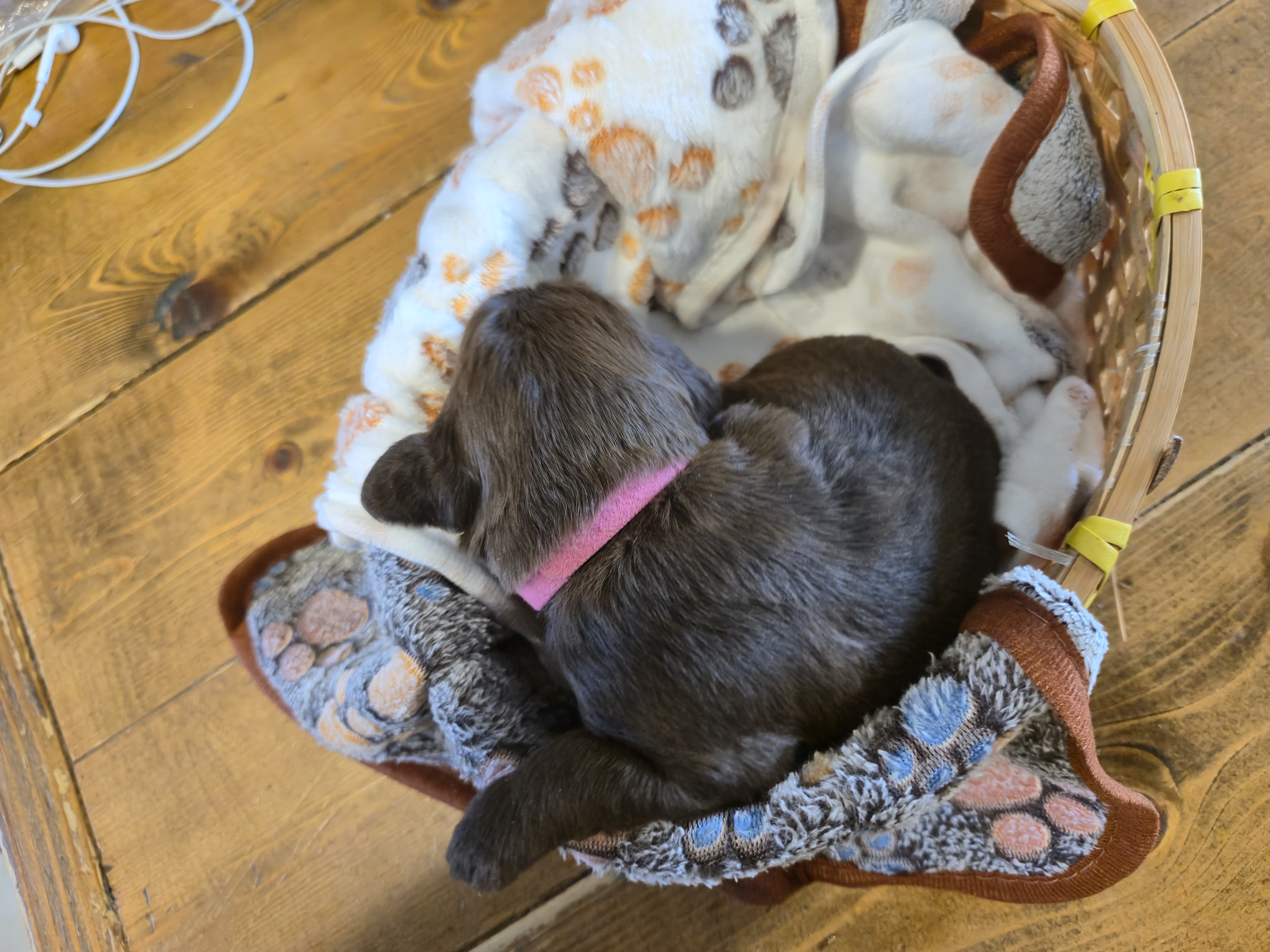 Whoodle Puppies from White's Whoodles