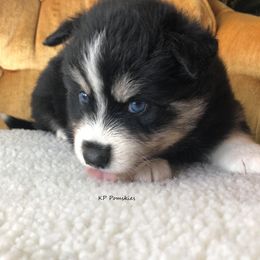 Pomsky Puppies from KP Pomskies LLC