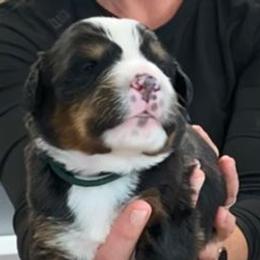 Dark Green Collar Boy - Black rust and white male Bernese Mountain Dog puppy in Bristol, Tennessee from Holston Hollow Farm