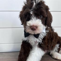 Bodhi - Brown and white male Bernedoodle puppy in Garrettsville, Ohio from Sunset Family Farm