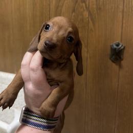 Runtlett - Red male Dachshund puppy in Athens, Texas from County Road Puppies
