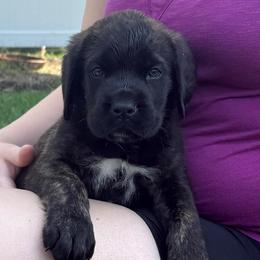Shaboozey - Brindle male Mastiff puppy in Sioux Falls, South Dakota from Clearbrook Mastiffs