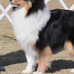 Shetland Sheepdogs from Messina Shelties